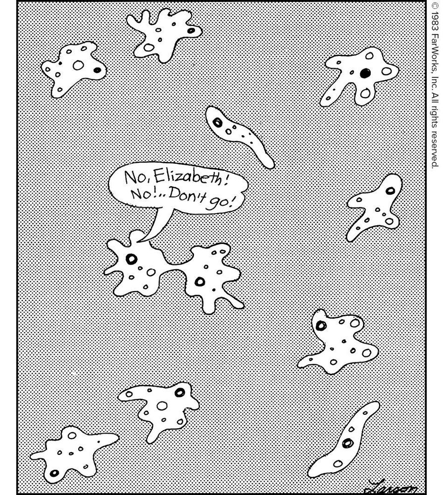 Life in the petri dish