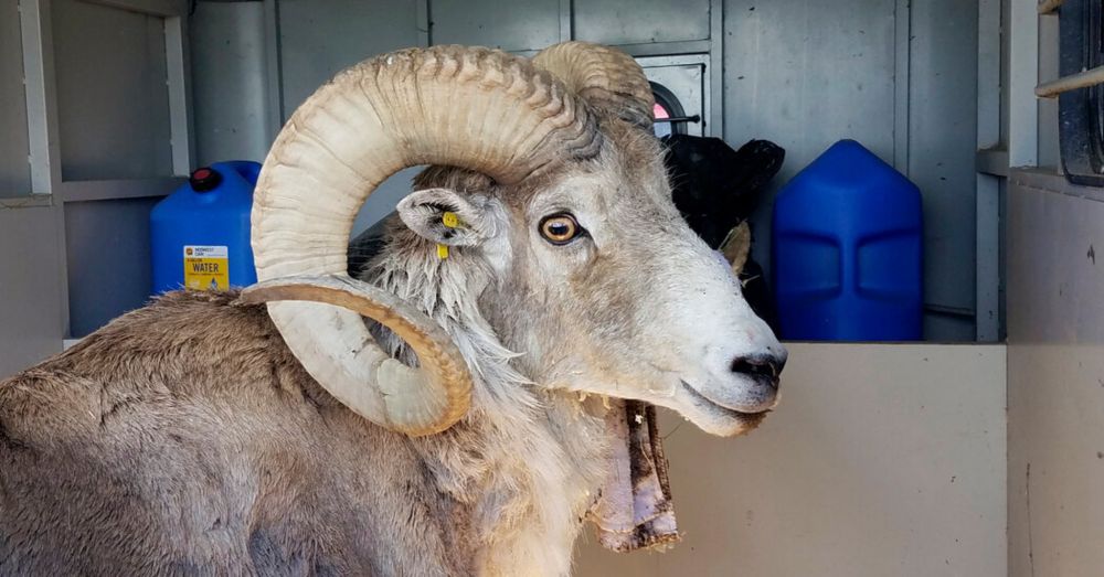 Rancher Gets 6 Months in Prison for Scheme to Create Giant Sheep Hybrid