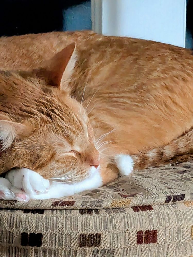 An orange cat named Comet sleeping on an ottoman with his empty head resting on his back feet. He dreams of murder. 