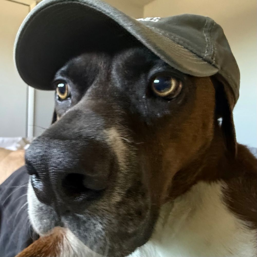 World’s best Doggo wearing a baseball cap. Close-up shot of a boxer mix with big emotional eyes