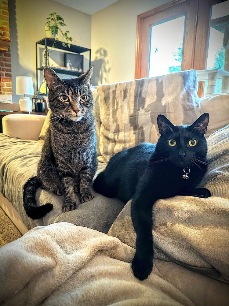 A tabby cat sitting next to a lounging black cat. 