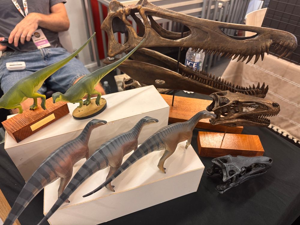 A selection of dinosaur figures and replica skulls displayed on a table stand. 