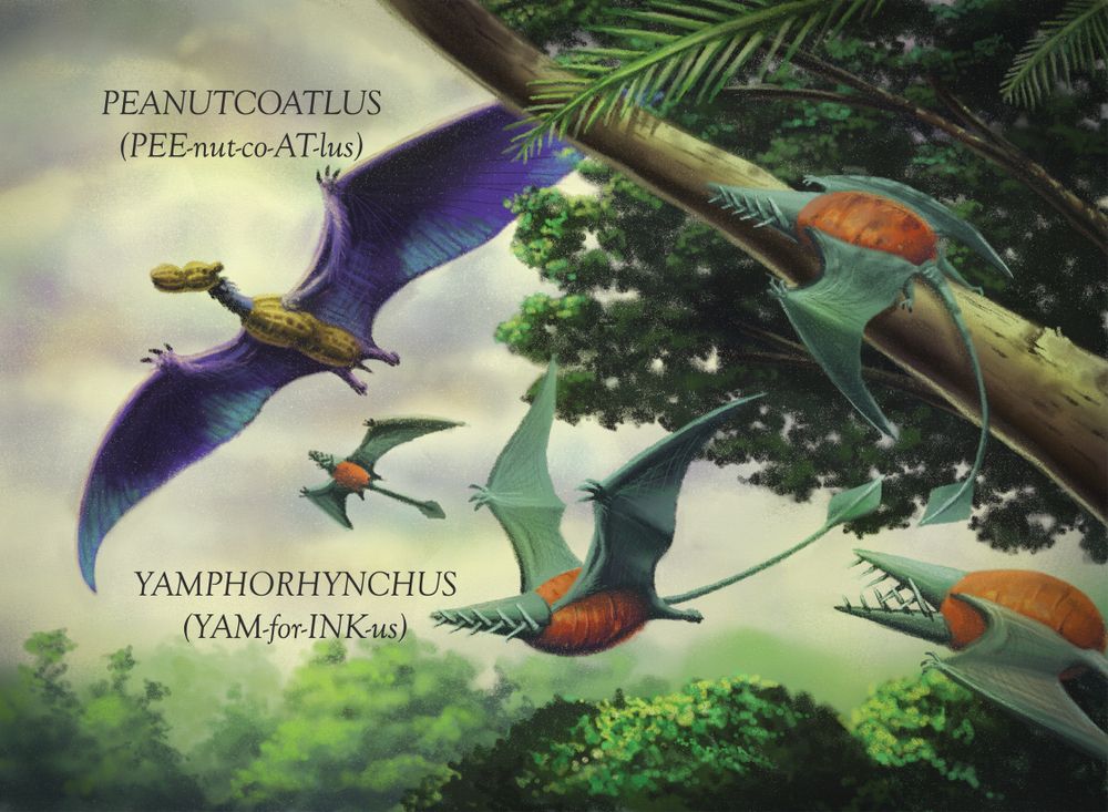 An illustration of some flying creatures - a flock of Yamphorhynchus are bothered as a huge Peanutcoatlus soars overhead above the canopy of the forest.