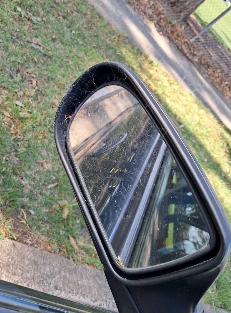 A car side mirror is partially covered in a spider's web. In the gap between the mirror and the mirror's housing, half of a spider can be seen peering out of it's hiding place. 