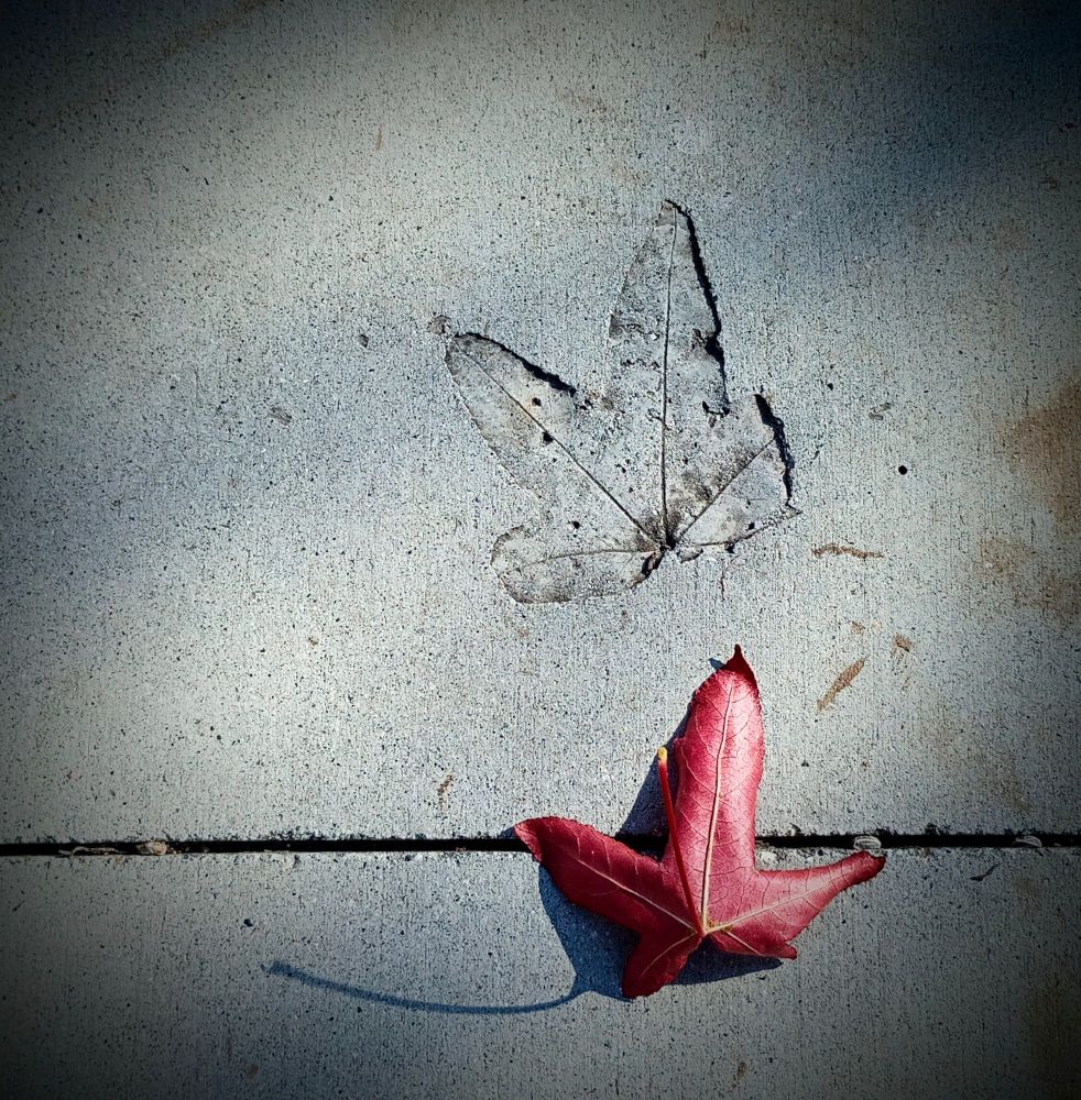 Photograph of a fallen red maple leaf  on a cement sidewalk, next to a grey, fallen maple leaf imprint (obviously fell earlier on wet cement).