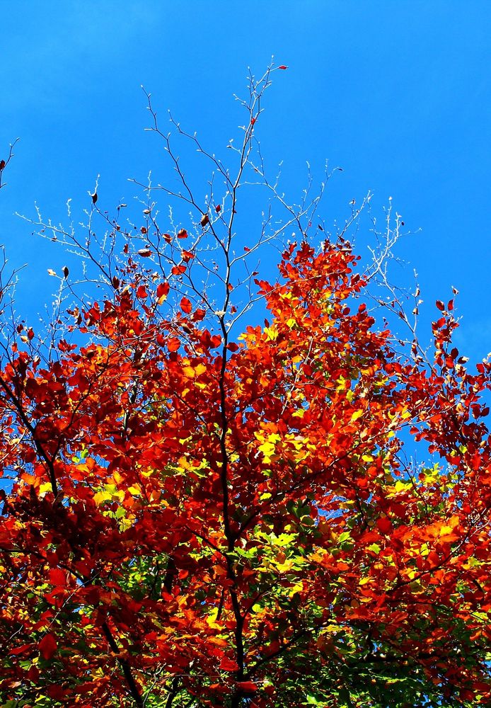 Ein Strauch mit rotbraun, gelben und grünen Blättern. Der Himmel strahlend blau. 