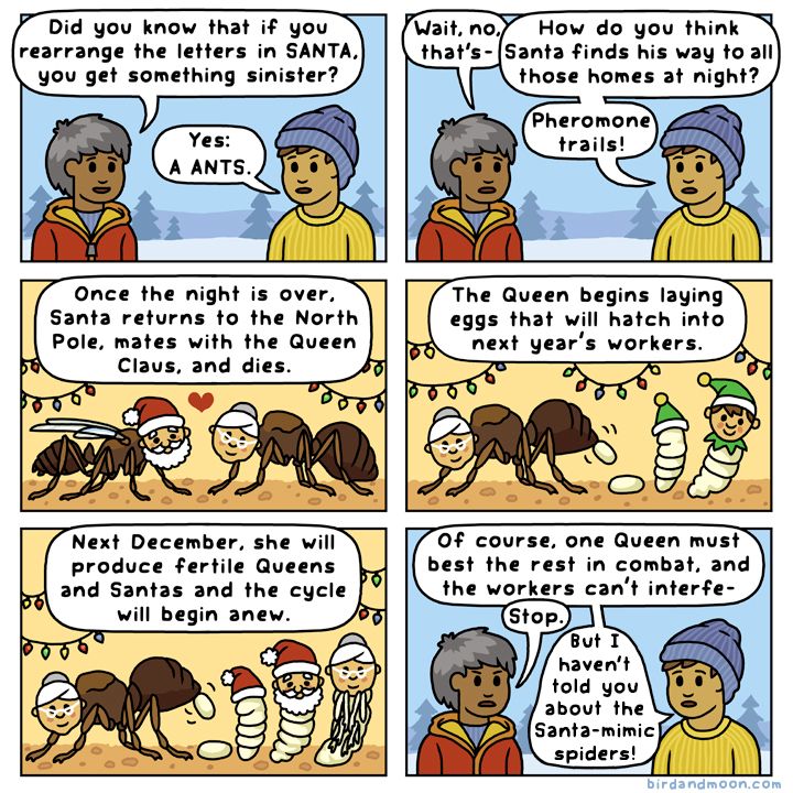 A 6-panel comic. In panel 1, two people talk against a snowy backdrop. In panel 1, the first person says "Did you know that if you rearrange the letters in SANTA, you get something sinister?" and the other says, "Yes: A ANTS." In panel 2, the first person says "Wait, no, that's-" The second says, "How do you think Santa finds his way to all those homes at night? Pheromone trails!" In panel 3, we're down in an ant nest. "Once the night is over, Santa returns to the North Pole, mates with the Queen Claus, and dies." There's a festive ant nest with an ant-bodied Mr and Ms Claus looking at each other lovingly. Panel 4, "The Queen begins laying eggs that will hatch into next year’s workers." The Queen lays eggs, and the workers are ant larvae with elf heads. Panel 5, "Next December, she will produce fertile Queens and Santas and the cycle will begin anew." The Queen lays eggs with both Santa and Ms Claus heads. In panel 6, we return to the two people talking, and the second person says "Of course, one queen must best the rest in combat, and the workers can't interfe-" "Stop." "But I haven't told you about the Santa-mimic spiders!"