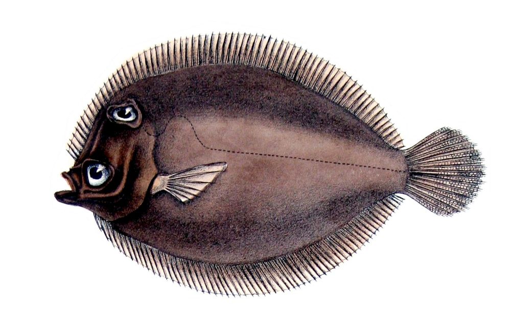 A fish with extremely widely spaced eyes. By François-Louis Laporte, comte de Castelnau - Compte rendu de l'expédition de Francis de Castelnau en Amérique du sud (exemplaire de la bibliothèque patrimoniale de Gray (France)), Public Domain, https://commons.wikimedia.org/w/index.php?curid=11472979