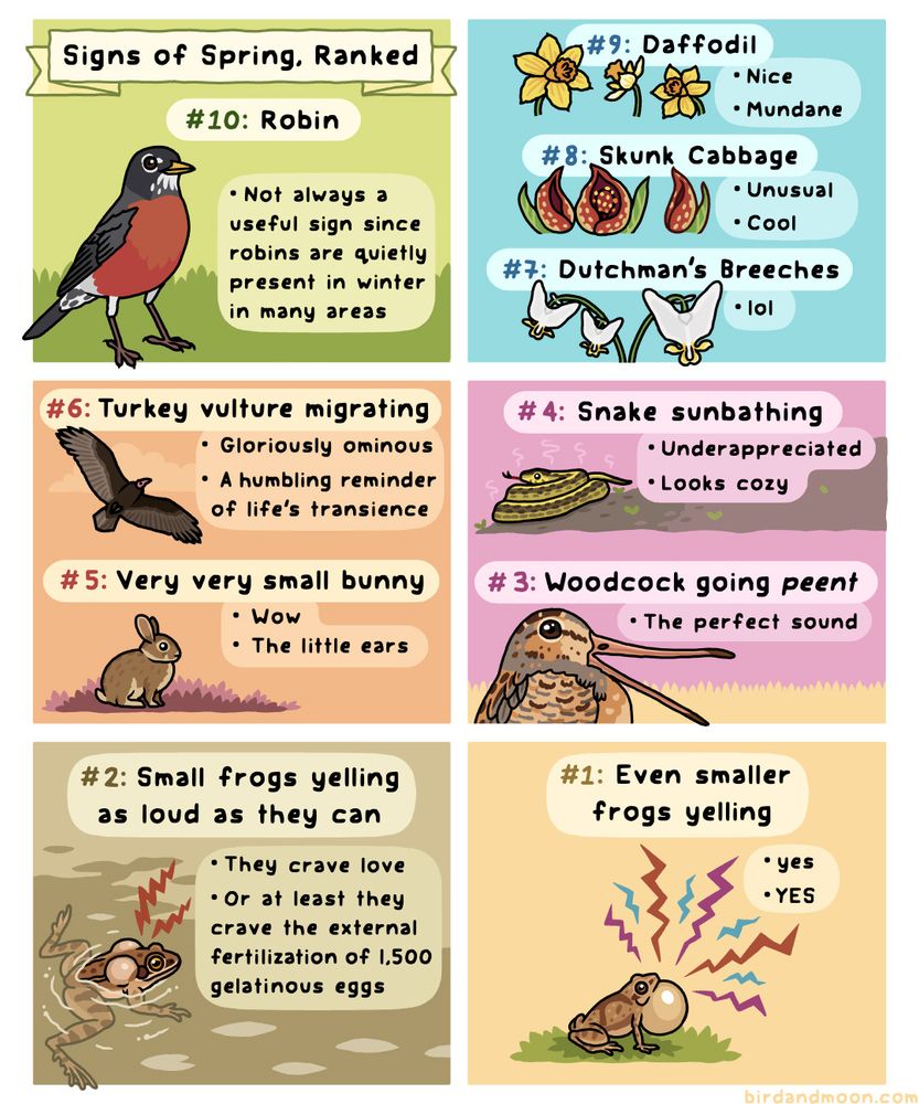 A six-panel comic called Signs of Spring, Ranked. In panel 1, #10 is Robin - not always a useful sign since robins are quietly present in winter in many areas. In panel 2, there's #9: Daffodil - nice, mundane, #8: Skunk Cabbage - unusual, cool, and #7: Dutchman's Breeches - lol. In panel 3, there's #6: Turkey vulture migrating - gloriously ominous, a humbling reminder of life's transience, and #5: very very small bunny - wow, the little ears. In panel 4 there's #4: Snake sunbathing, with a gartersnake warming itself - underappreciated, looks cozy, and #3: Woodcock going peent - the perfect sound. In panel 5 there's #2: small frogs yelling as loud as they can, with a wood frog floating in a pool inflating itself to make a loud quack - they crave love, or at least they crave the external fertilization of 1500 gelatinous eggs. In panel 6, there's #1, Even smaller frogs yelling, with a spring peeper sitting on the ground making loud calls - yes, YES.
