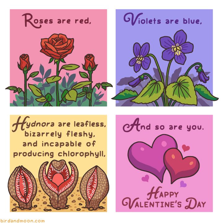 Beautiful red roses on a pink background with flowing script saying "Roses are red," Violets budding and blooming. "Violets are blue," Hydnora plants opening up looking like terrifying red mouths bursting from the hard sandy soil. "Hydnora are leafless, bizarrely fleshy, and incapable of producing chlorophyll," A splash of cute red and pink hearts. "And so are you. Happy Valentine's Day."