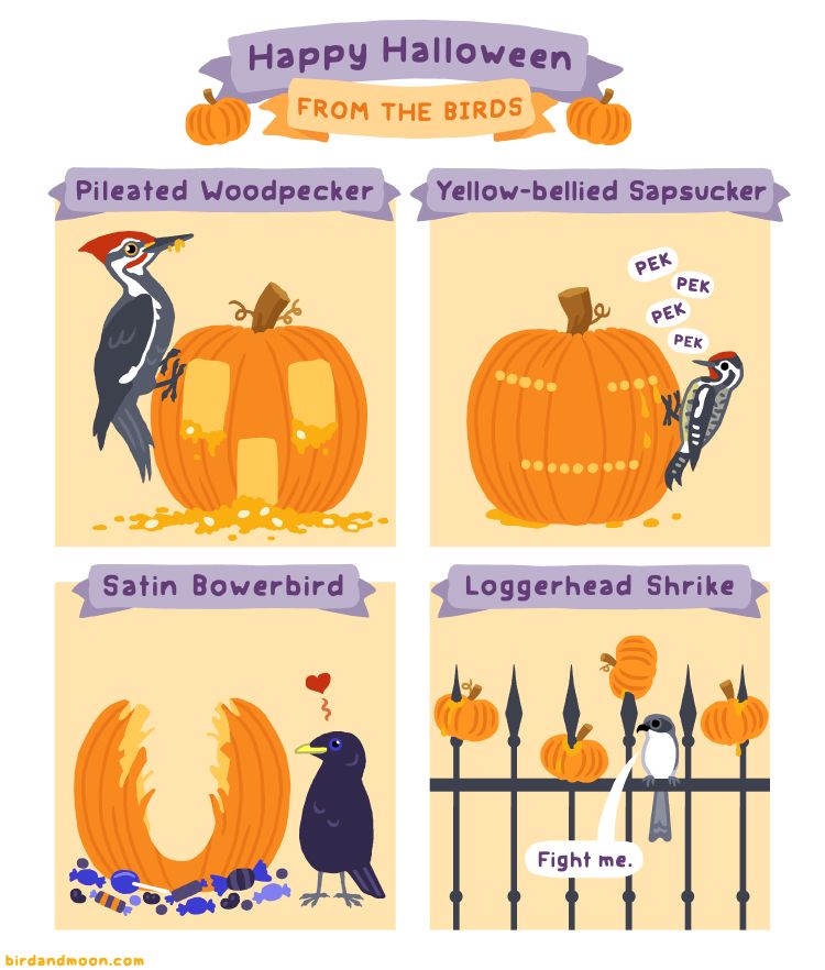 A four panel comic called Happy Halloween From The Birds. In panel 1, a pileated woodpecker has pecked its huge gaping rectangular holes in a pumpkin. In panel 2, a yellow-bellied sapsucker has pecked a face using its standard rows of small holes. In panel 3, a satin bowerbird has carved a pumpkin into a bower and placed its favorite blue candies all around it. In panel 4, a loggerhead shrike has impaled mini pumpkins on a fence's metal spikes and is saying "fight me."