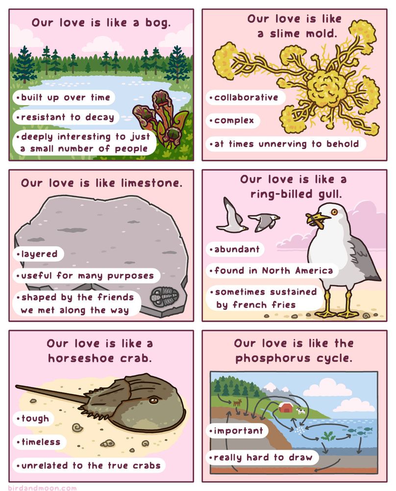 A group of six nature valentines. A picture of a bog with pitcher plants, with text saying "Our love is like a bog. Built up over time, resistant to decay, deeply interesting to just a small number of people." A yellow slime mold stretching out and exploring. "our love is like a slime mold. Collaborative, complex, at times unnerving to behold." A piece of limestone with a small trilobite in the corner. "Our love is like limestone. Layered, useful for many purposes, shaped by the friends we met along the way." A ring-billed gull with a french fry on a beach. "Our love is like a ring-billed gull. Abundant, found in North America, sometimes sustained by french fries." An Atlantic horseshoe crab walking on the sand. "Our love is like a horseshoe crab. Tough, timeless, unrelated to true crabs." A drawing of the phosphorus cycle, with arrows connecting various parts of a scene, including algae and fish and a farm and a river and a forest. "Our love is like the phosphorus cycle. Important, really hard to draw."