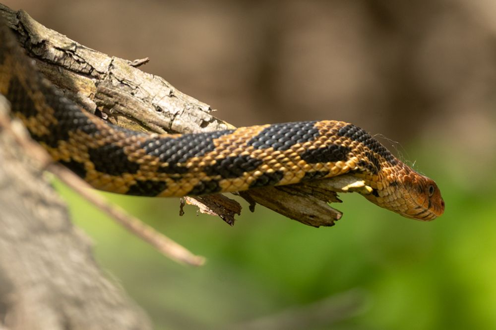 An eastern foxsnake on a log.