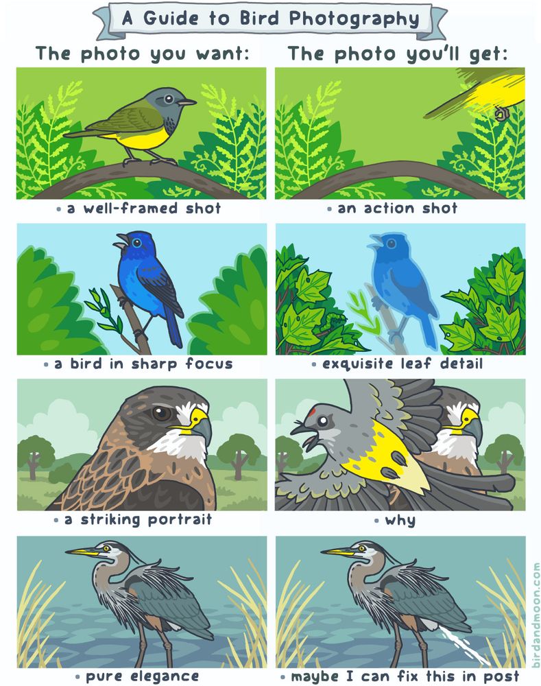 A comic titled "A Guide to Bird Photography." On the left are images of the photo you want, and on the right are images of the photo you'll get. In the first row, the photo you want is a well-framed shot (there's a gorgeous mourning warbler standing on a branch). In the second row, the photo you'll get: an action shot (the bird is a fleeing blur). Next, you want a bird in sharp focus (an indigo bunting perched). But you'll get exquisite leaf detail (the bird is blurry but the leaves are in perfect focus). In the third row, you want a striking portrait (a Swainson's hawk looking at the camera). But you'll get... why (a kingbird screaming as it flies in front of the hawk and blocks the shot). Finally, the photo you want is pure elegance (a great blue heron standing in a marsh). But the photo you get is a pooping heron - maybe I can fix this in post.