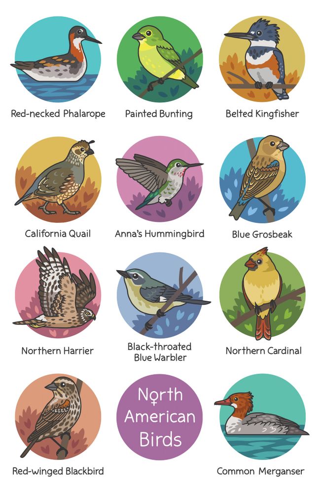 A poster of female North American birds that includes a red-necked phalarope, painted bunting (she's green!), belted kingfisher (females have belts!), california quail, anna's hummingbird, blue grosbeak, northern harrier, black-throated blue warbler, northern cardinal, red-winged blackbird (not exactly a black bird), and common merganser.