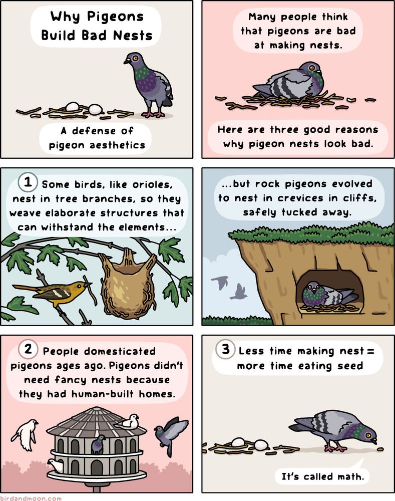 A six-panel comic. In panel 1, there's a pigeon standing awkwardly next to a pile of sticks with two eggs on it, and the panel is titled "Why pigeons make bad nests: A defense of pigeon aesthetics." In panel 2, a pigeon sits on a pile of sticks: "Many people think that pigeons are bad at making nests. Here are three good reasons why pigeon nests look bad." In panel 3, there's "Reason 1: Some birds, like orioles, nest in tree branches, so they weave elaborate structures that can withstand the elements..." And there's a female Baltimore Oriole weaving an elaborate hanging nest in a silver maple tree. In panel 4, "...but rock pigeons evolved to nest in crevices in cliffs, safely tucked away." And there's a pigeon sitting on a nest in a hole in a cliff. In panel 5, "Reason 2: People domesticated pigeons ages ago. Pigeons didn't need fancy nests because they had human-built homes." A beautiful dovecote shelters a flock of pigeons. In panel 6, "Reason 3: Less time making nest = more time eating seed." A pigeon pecks a seed near its nest, and says "It's called math."