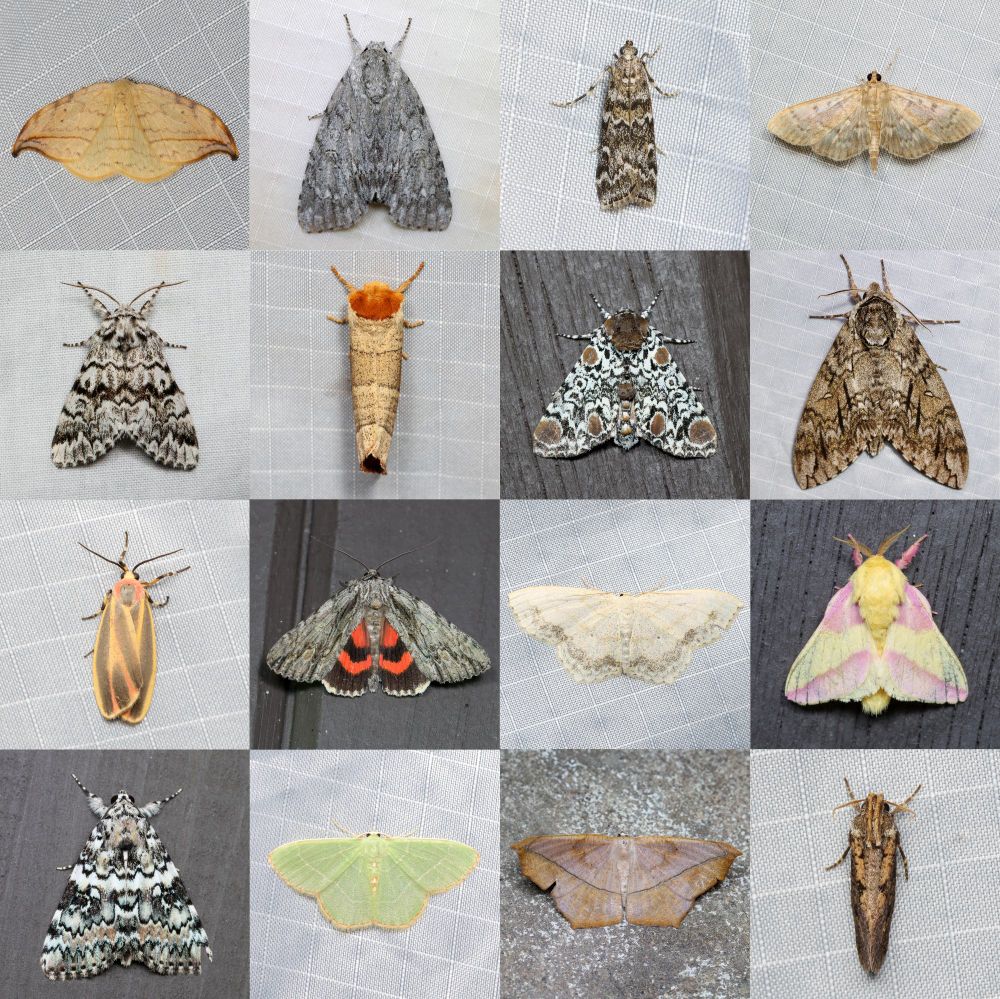 Arched Hooktip (Deprana arcuata), American Dagger (Acronicta Americana), ?, Bold-feathered Grass Moth (Herpetogramma pertextalis) Black Zigzag Moth (Panthea acronyctoides), Drexel's Datana (Datana drexelii), Harris' Three-Spot (Harrisimemna trisignata), Waved Sphinx (Ceratomia undulosa) Painted Lichen Moth (Hypoprepia fucosa), Scarlet Underwing (Catocala coccinata), Large Lace-border (Scopula limboundata), Rosy Maple Moth (Dryocampa rubicunda) ?, Red-fringed Emerald (Nemoria bistriaria), Large Maple Spanworm Moth (Prochoerodes lineola), Clemens' Grass Tubeworm Moth (Acrolophus popeanella)