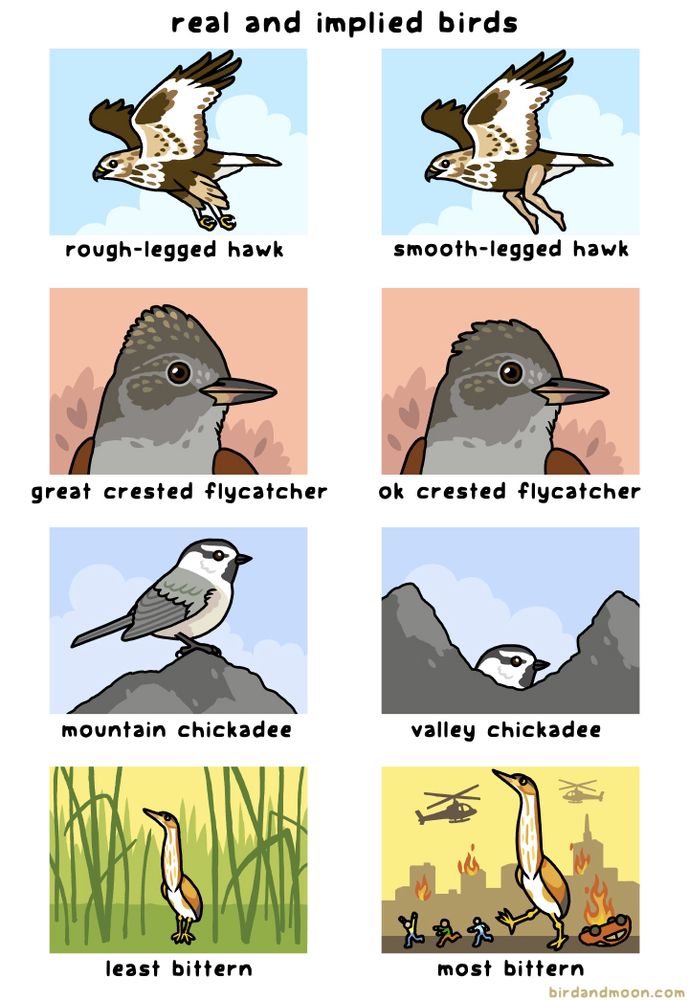 A six-panel cartoon titled "real and implied birds". In the two panels in the top row, there's a rough legged-hawk sailing through the sky, next to a smooth legged hawk, which has smooth human legs. In the second row, there's a great-crested flycatcher looking dapper, next to an ok-crested flycatcher that has just a slightly less nice crest. In the third row, there's a mountain chickadee standing up on stones, next to a valley chickadee peeking out from a dip between stones. In the fourth row, there's a least bittern standing in some reeds, next to a most bittern that is enormous and stomping through a city, with people running in fear, helicopters overhead, and an overturned car on fire.