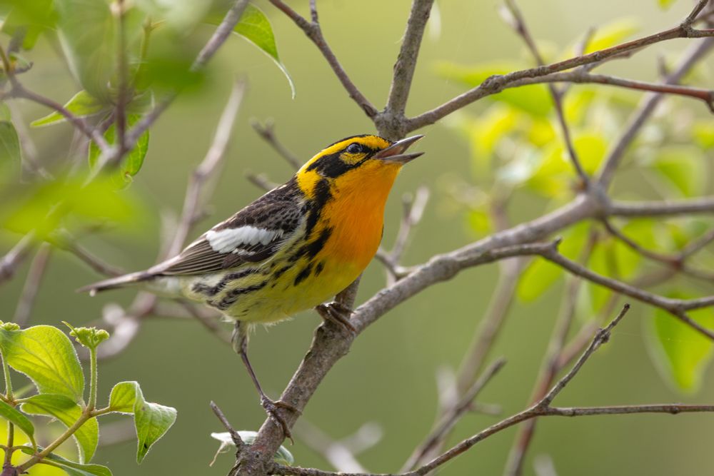 A beautiful male Blackburnian Warbler singing.