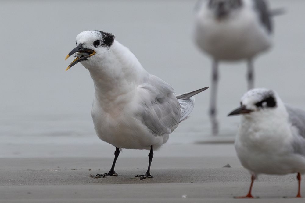 A sandwich tern swallowing a huge fish