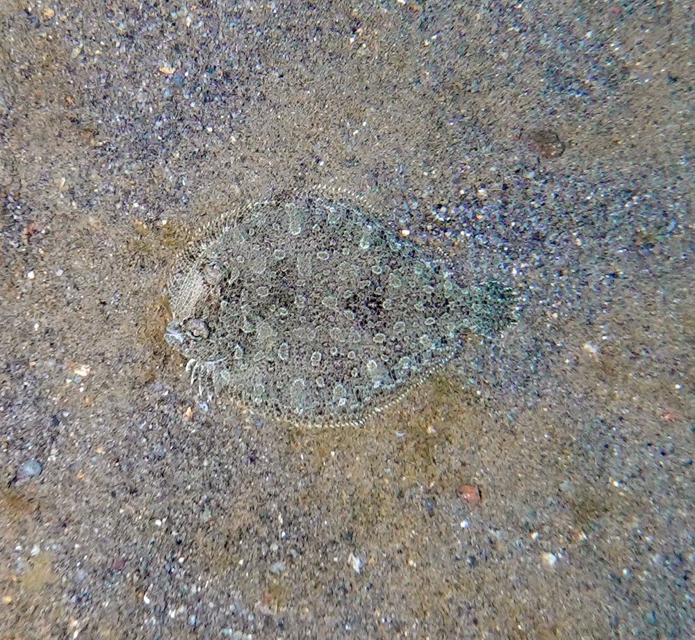 A drawing of a very flat fish on the ocean bottom with eyes that are extremely widely placed and asymmetrically shaped.