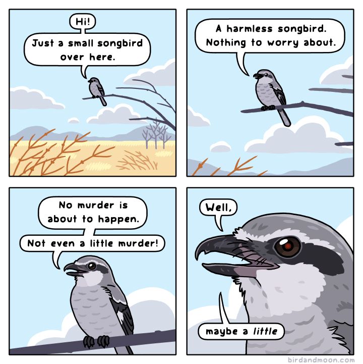 A four panel comic. In panel 1, a little grey songbird is perched on a branch overlooking a golden field with some dogwoods and bare trees. It says "Hi! Just a small songbird over here." In panel 2, we zoom in on the songbird who says "A harmless songbird. Nothing to worry about." In panel 3, more zoom, and the bird says "No murder is about to happen. Not even a little murder!" In panel 4 we have fully zoomed in on the Northern Shrike. Its eye glows a little red and it says "Well, maybe a little".