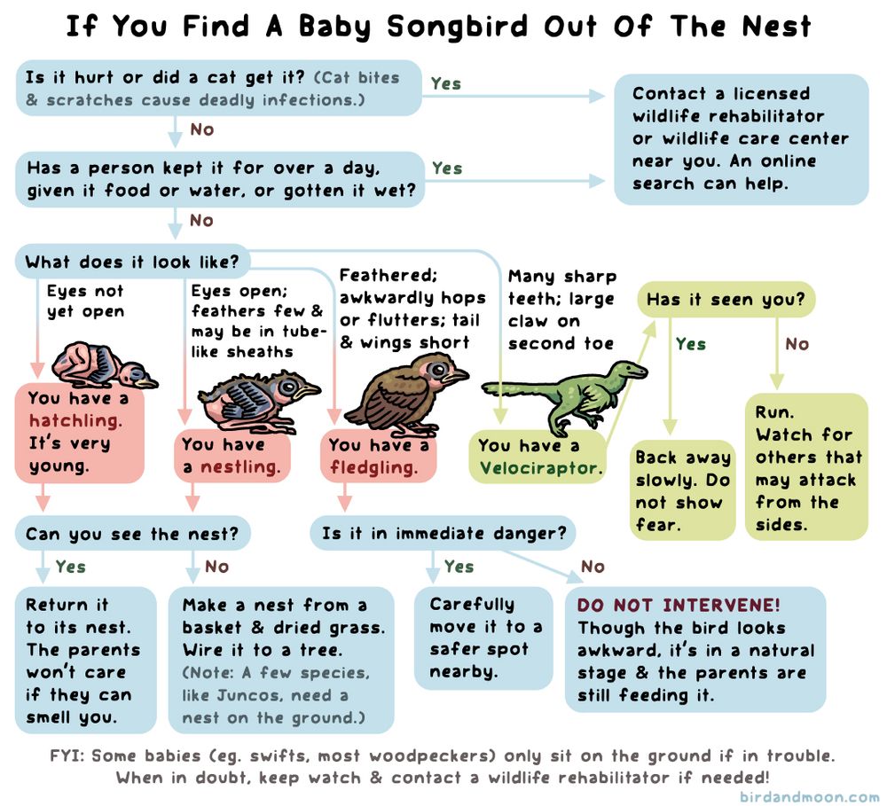 A chart that explains what to do If You Find A Baby Songbird Out Of The Nest. Is it hurt or did a cat get it? (Cat bites & scratches cause deadly infections.) or, Has a person kept it for over a day, given it food or water, or gotten it wet? If yes, Contact a licensed wildlife rehabilitator 
or wildlife care center near you. An online search can help. If no, what does it look like? Eyes not yet open. You have a hatchling. It's very young. Eyes open; feathers few & may be in tube-like sheaths. You have a nestling. Feathered; awkwardly hops or flutters; tail & wings short. You have a fledgling. Many sharp teeth; large claw on second toe. You have a velociraptor. If a hatchling or nestling, can you see the nest? If yes, Return it to its nest. The parents won’t care if they can smell you. If no, Make a nest from a basket & dried grass. Wire it to a tree. (Note: A few species, like Juncos, need a nest on the ground.) If a fledgling, is it in immediate danger? If yes, carefully move it to a safer spot nearby. If no, DO NOT INTERVENE! Though the bird looks awkward, it’s in a natural stage & the parents are still feeding it. If a velociraptor, has it seen you? If yes, back away slowly. Do not show fear. If no, run. Watch for others that may attack from the sides. FYI: Some babies (eg. swifts, most woodpeckers) only sit on the ground if in trouble. When in doubt, keep watch & contact a wildlife rehabilitator if needed!