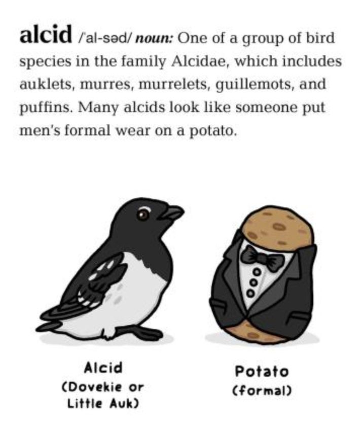 alcid /ˈal-səd/ noun: One of a group of bird species in the family Alcidae, which includes auklets, murres, murrelets, guillemots, and puffins. Many alcids look like someone put men’s formal wear on a potato. There's a drawing of a dovekie next to a potato wearing a tuxedo.
