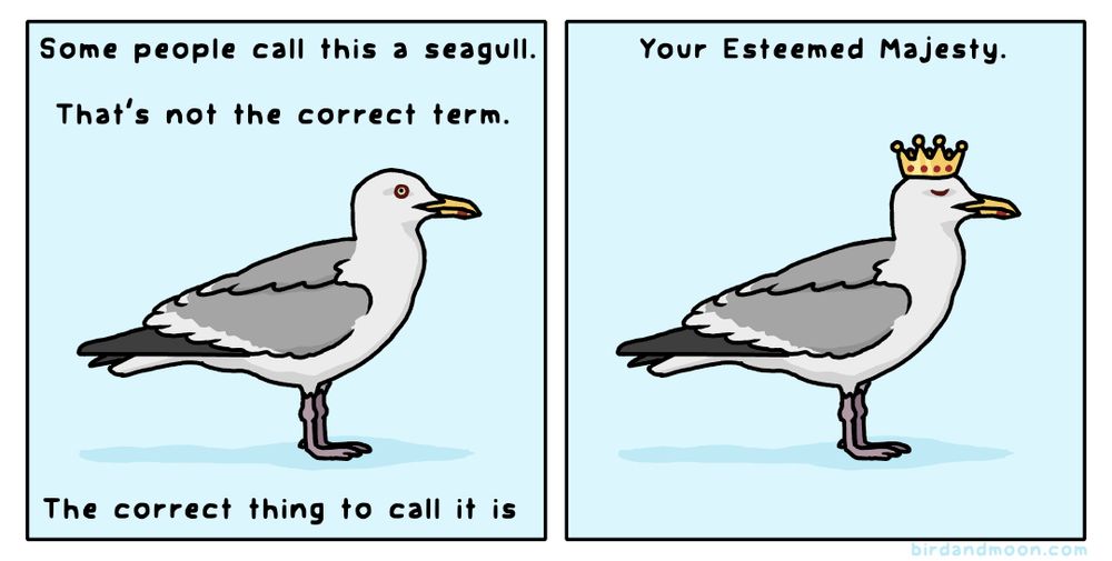 A two-panel comic with a herring gull standing against a blue background. In panel 1, the text says "some people call this a seagull. That's not the correct term. The correct thing to call it is" In panel 2, the gull now has a crown. The text says "Your Esteemed Majesty."