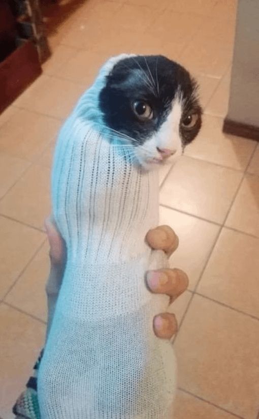 this cat is so fucking funy...