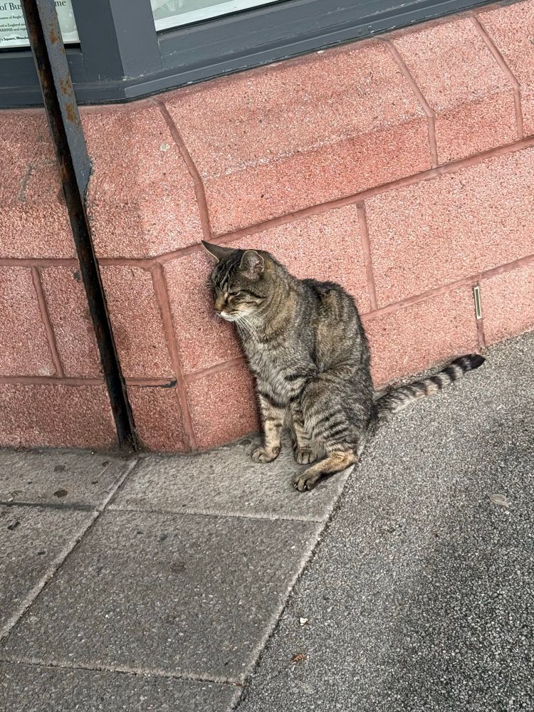 Another striped cat, leaning against a wall on a city sidewalk. 