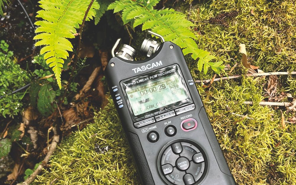 Tascam DR-40 recording close to ferns and mosses.