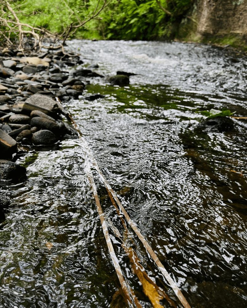 Lengths of magnetic tape ebbing in the shallow river.