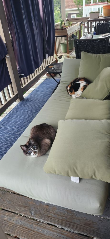 Cassie my blue eyed monster (front) and Minnie Pearl the giant calico curled up on the back deck futon 