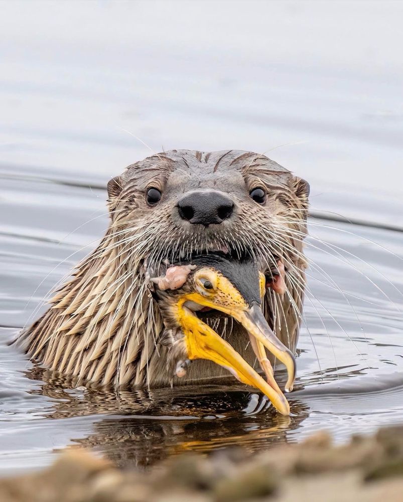 Photo by Nick Zimmer of a river otter in the water facing the camera with the head of a large gull in its mouth. 