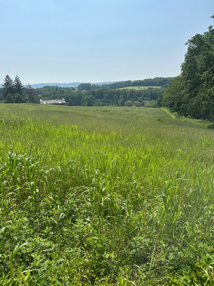 Landscape photo with an oat field in the foreground. Some corn leftover from last year can be seen mixed in. There is a barn and a mostly wooded hillside in the distance. The daytime sky is clear and blue. 