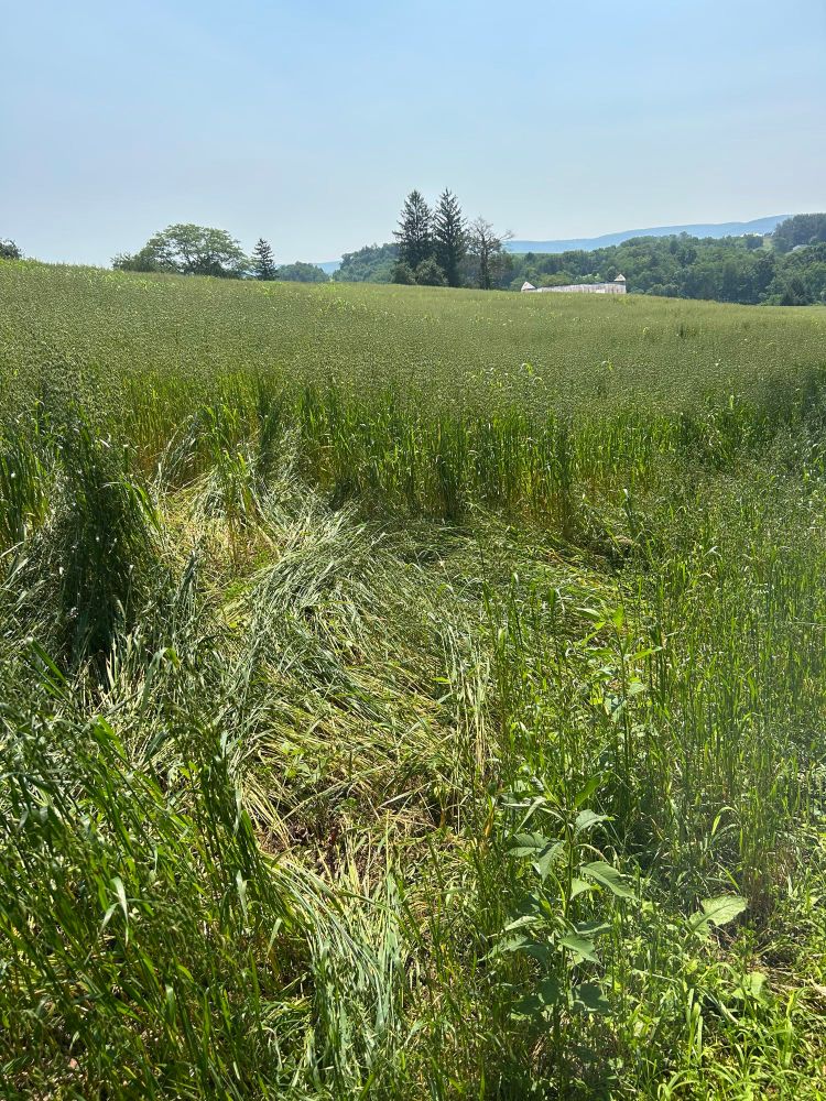 Photo of the edge of an oat field showing an 8ft x 10ft area where the oats are flattened because a black bear has laid and rolled around. 