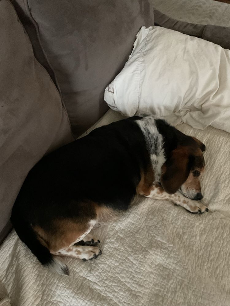 Photo of a chubbie beagle sleeping on a couch. 