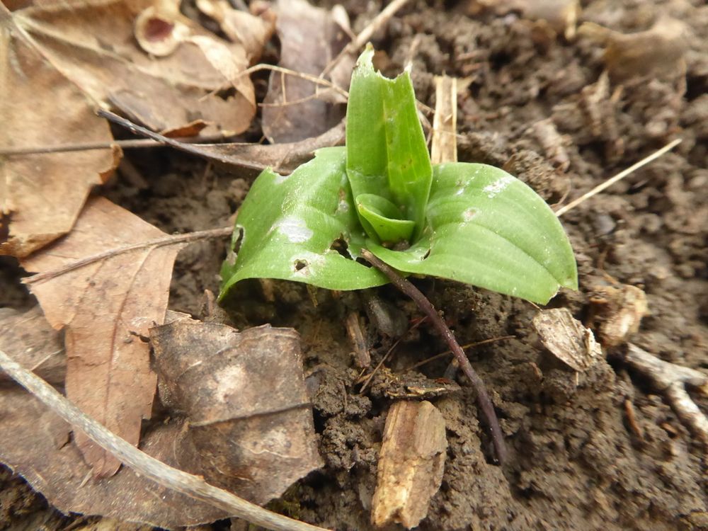 Maybe an orchid one day? - rosette of green leaves