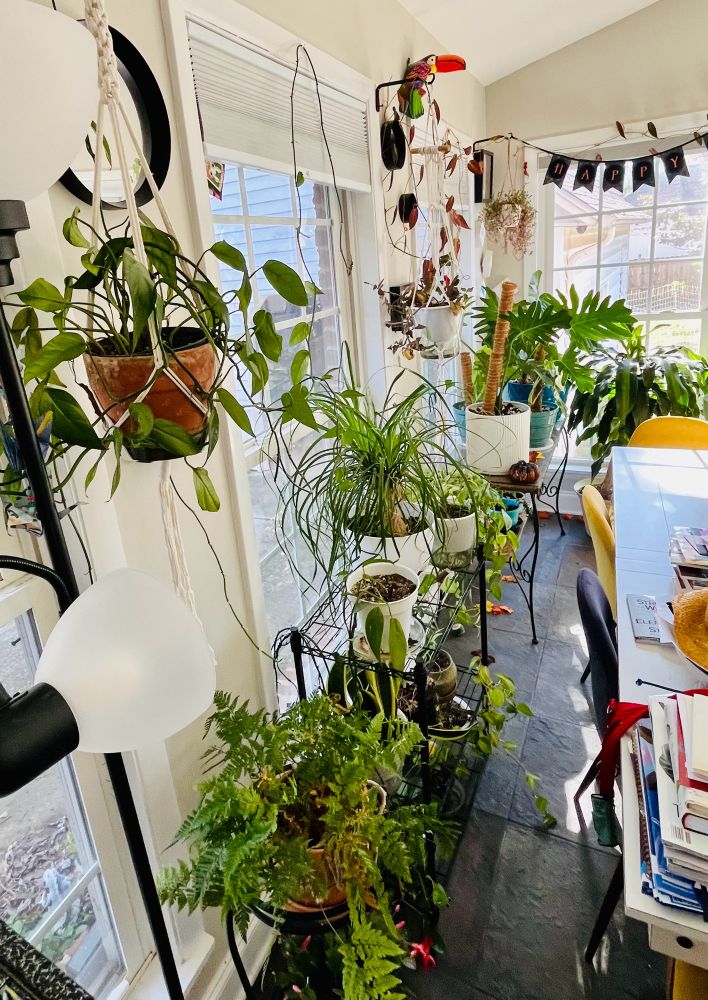 Even more houseplants