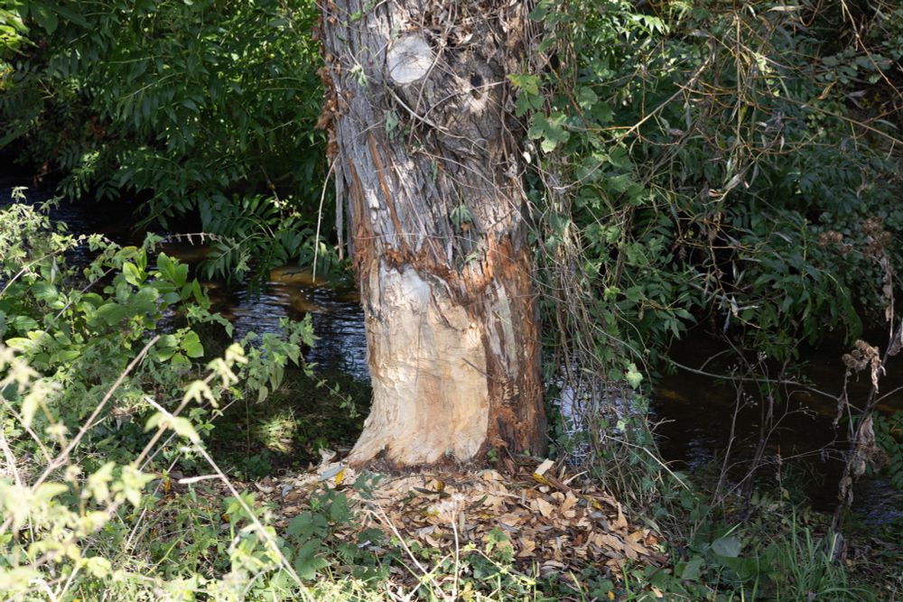 Von Biber angenagter Baum. Auf dem Boden liegen Holzsplitter. Im Hintergrund ein kleiner Bach erkennbar.