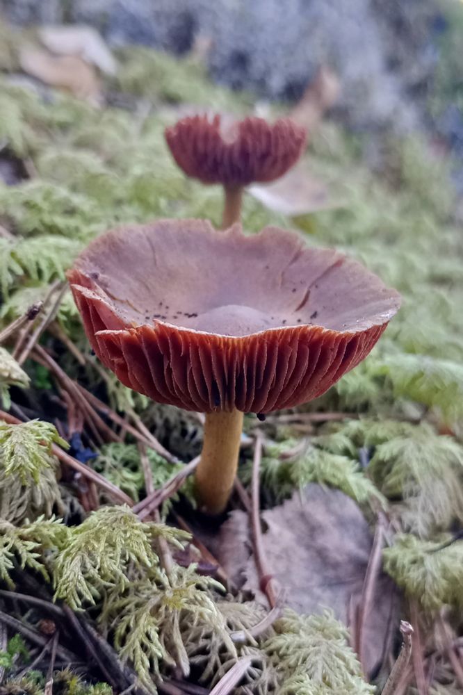 A small mushroom with a brown upturned cap grows in moss and pine needles. A similar mushroom grows behind it.