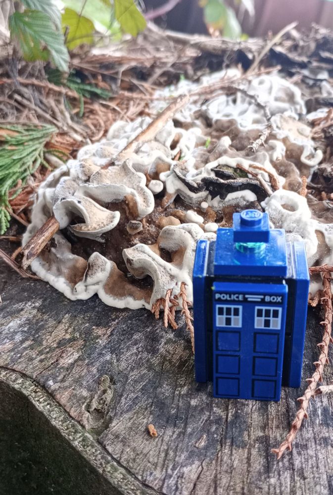 A Lego TARDIS stands on a tree stump. Behind it is a white and brown fungus looking like a big blob. Leaves, twigs and needles around.