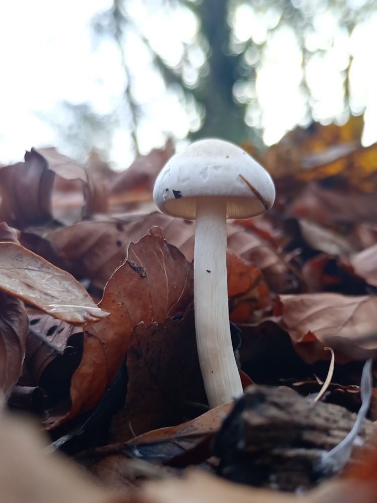 A mushroom with a white cap and stem seen from a low angle. It emerges among leaves from a forest floor. A pale, cloudy sky with fuzzy tree outlines in the background.