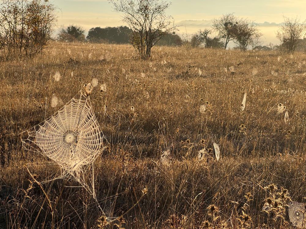 Una telaraña iluminada por el sol en un páramo de hierba 