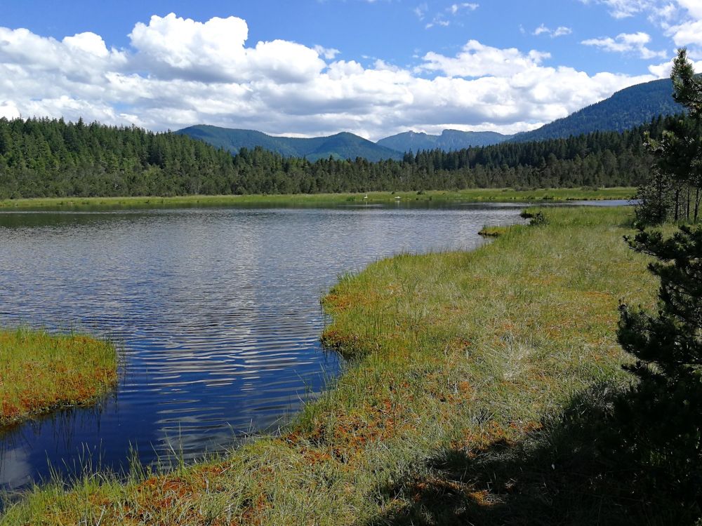 A moor lake near the Alps. In the background the mountains covered by forests and a forest beyond the lake, in the foreground the dark lake reflecting the blue sky with white clouds framed by the green and copper lakeshore. 