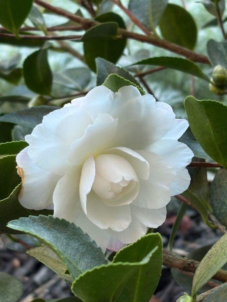 White camellia 