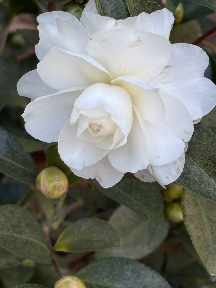 White camellia and buds up close