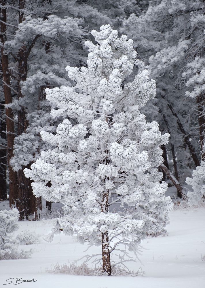 Small, frosty pine tree among the snow from January of 2023 in Chautauqua Park, Boulder, Colorado.
