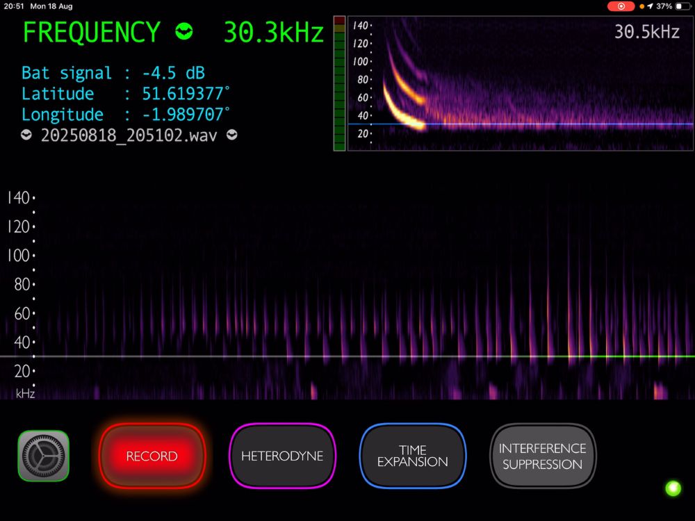 A screen capture from an iPad Bat Detector app showing the distinctive sonogram of a Serotine Bat.